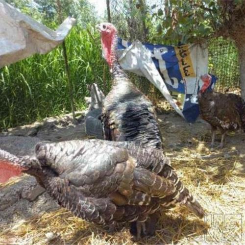 خانه و  آشپزخانه - حیوانات - پرندگان