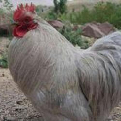 خانه و  آشپزخانه - حیوانات - پرندگان