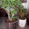 خانه و  آشپزخانه - باغبانی - گل و گیاه طبیعی