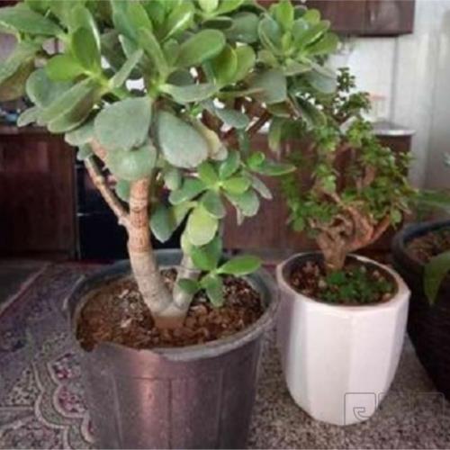 خانه و  آشپزخانه - باغبانی - گل و گیاه طبیعی