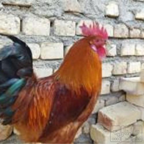 خانه و  آشپزخانه - حیوانات - پرندگان