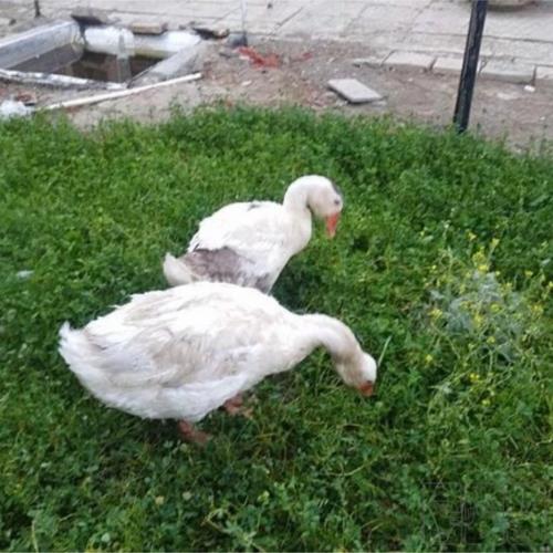 خانه و  آشپزخانه - حیوانات - پرندگان