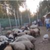 خانه و  آشپزخانه - حیوانات - پستانداران