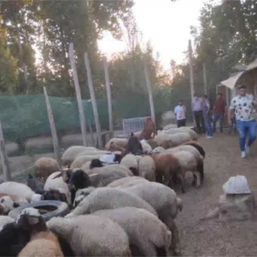 خانه و  آشپزخانه - حیوانات - پستانداران