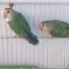 خانه و  آشپزخانه - حیوانات - پرندگان