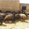 خانه و  آشپزخانه - حیوانات - پستانداران