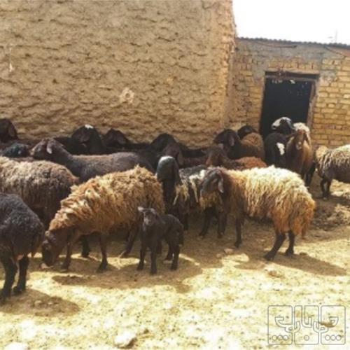 خانه و  آشپزخانه - حیوانات - پستانداران