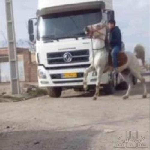 خانه و  آشپزخانه - حیوانات - پستانداران