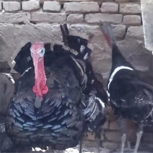 خانه و  آشپزخانه - حیوانات - پرندگان