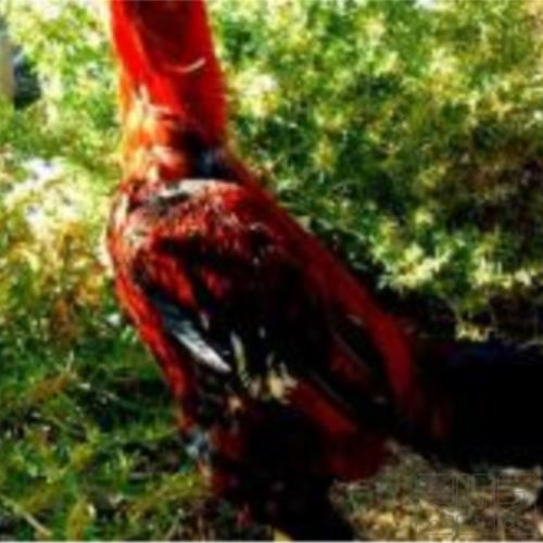 خانه و  آشپزخانه - حیوانات - پرندگان