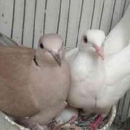 خانه و  آشپزخانه - حیوانات - پرندگان