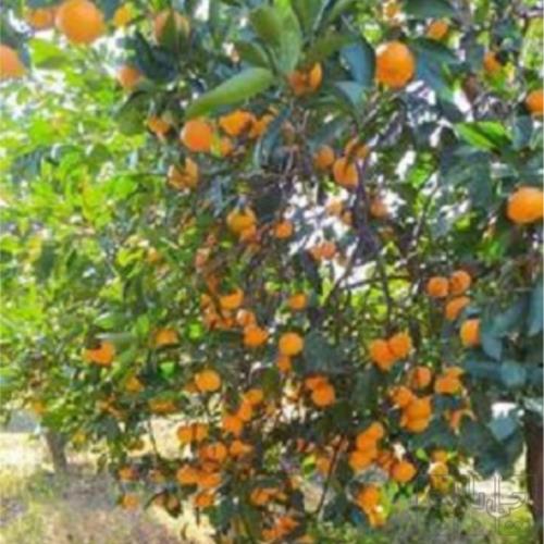 باغ و باغچه - انتقال مالکیت قطعی