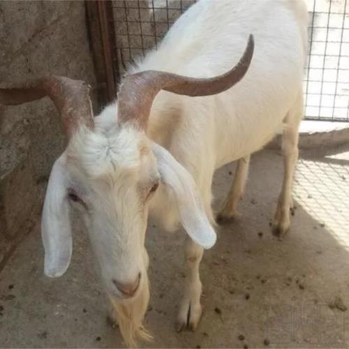 خانه و  آشپزخانه - حیوانات - پستانداران