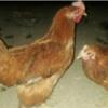 خانه و  آشپزخانه - حیوانات - پرندگان