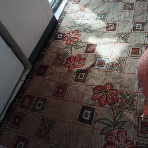 خانه و  آشپزخانه - فرش - گلیم