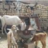 خانه و  آشپزخانه - حیوانات - پستانداران