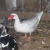خانه و  آشپزخانه - حیوانات - پرندگان