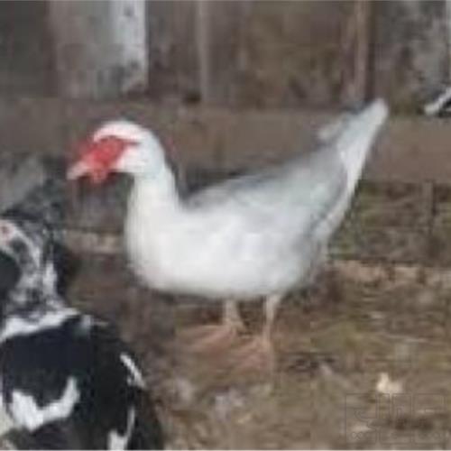 خانه و  آشپزخانه - حیوانات - پرندگان