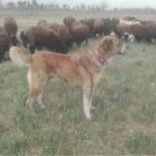 خانه و  آشپزخانه - حیوانات - پستانداران