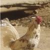 خانه و  آشپزخانه - حیوانات - پرندگان