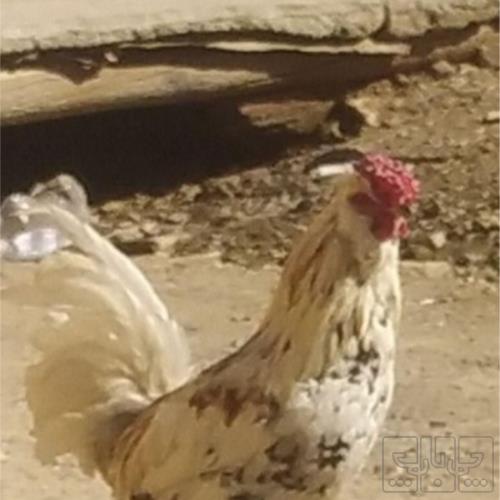 خانه و  آشپزخانه - حیوانات - پرندگان