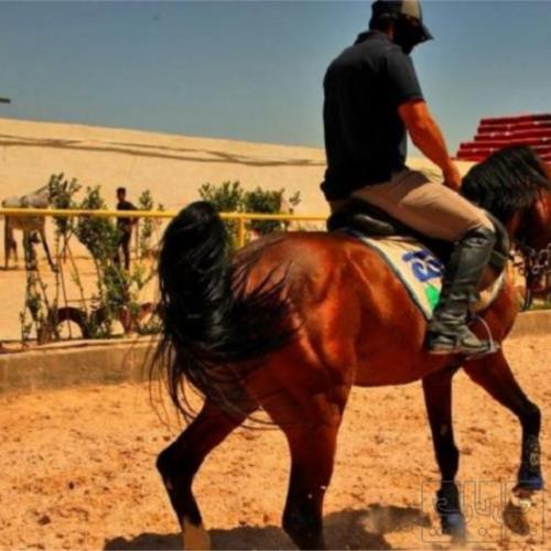 خانه و  آشپزخانه - حیوانات - پستانداران