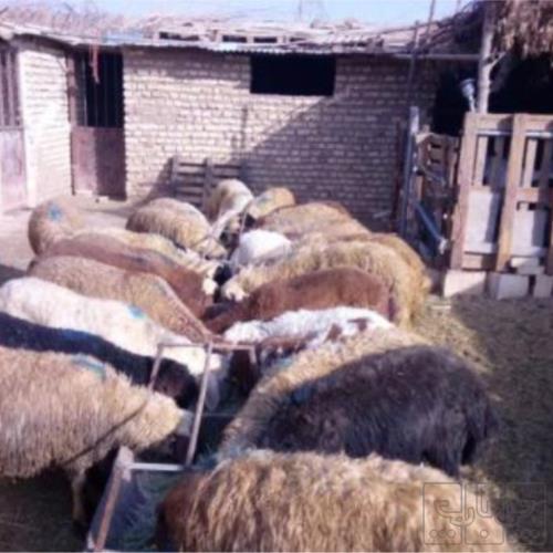 خانه و  آشپزخانه - حیوانات - پستانداران