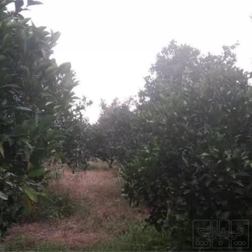 باغ و باغچه - انتقال مالکیت قطعی - ملکی
