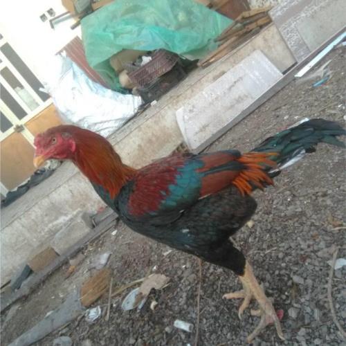 خانه و  آشپزخانه - حیوانات - پرندگان