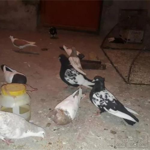 خانه و  آشپزخانه - حیوانات - پرندگان