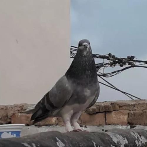 خانه و  آشپزخانه - حیوانات - پرندگان