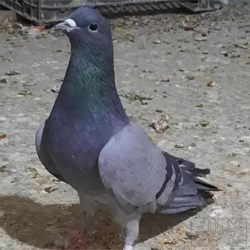 خانه و  آشپزخانه - حیوانات - پرندگان