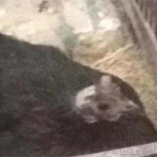 خانه و  آشپزخانه - حیوانات - پرندگان