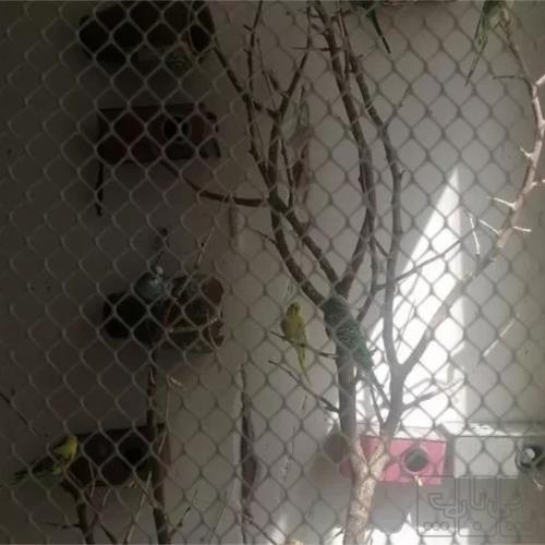 خانه و  آشپزخانه - حیوانات - پرندگان