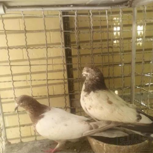 خانه و  آشپزخانه - حیوانات - پرندگان