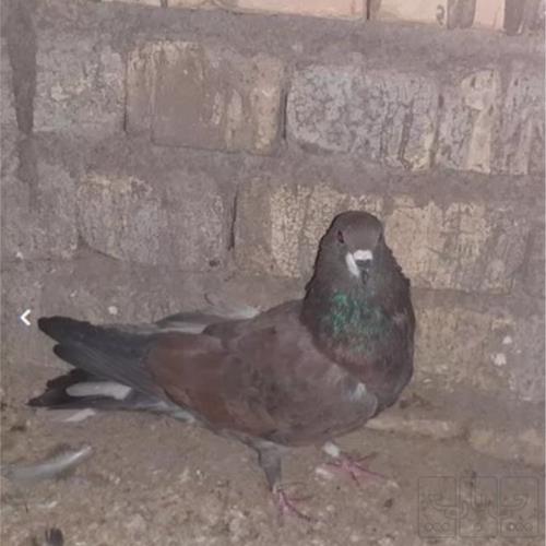 خانه و  آشپزخانه - حیوانات - پرندگان
