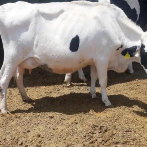 خانه و  آشپزخانه - حیوانات - پستانداران