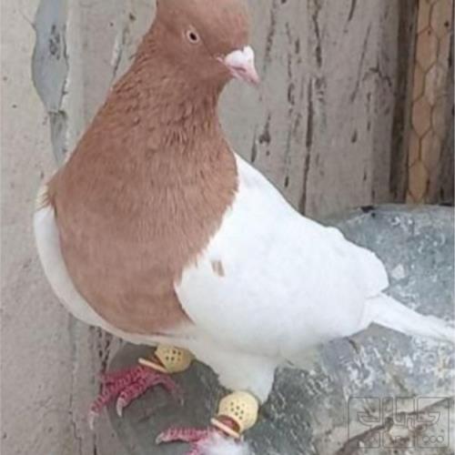 خانه و  آشپزخانه - حیوانات - پرندگان