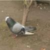 خانه و  آشپزخانه - حیوانات - پرندگان