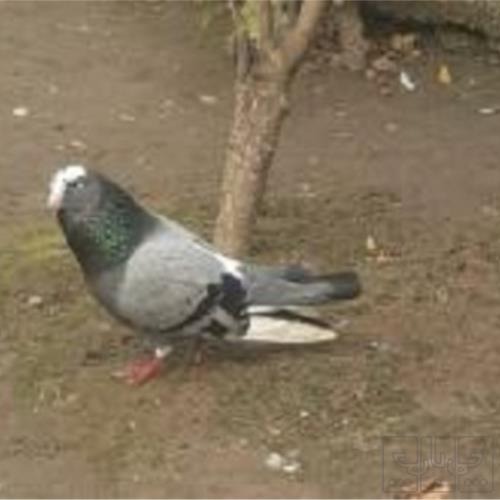خانه و  آشپزخانه - حیوانات - پرندگان