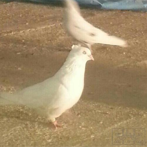 خانه و  آشپزخانه - حیوانات - پرندگان