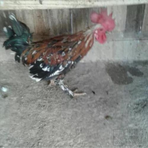 خانه و  آشپزخانه - حیوانات - پرندگان