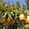 باغ و باغچه - انتقال مالکیت قطعی