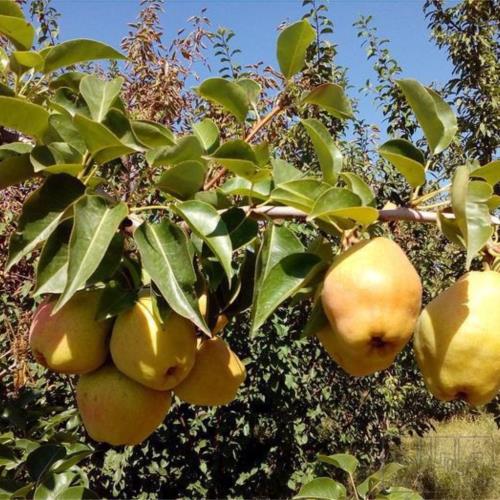 باغ و باغچه - انتقال مالکیت قطعی