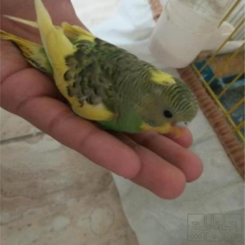 خانه و  آشپزخانه - حیوانات - پرندگان