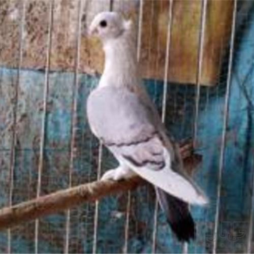 خانه و  آشپزخانه - حیوانات - پرندگان