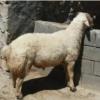 خانه و  آشپزخانه - حیوانات - پستانداران