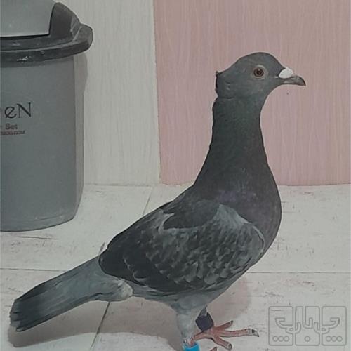 خانه و  آشپزخانه - حیوانات - پرندگان