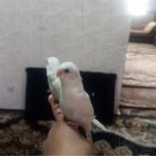 خانه و  آشپزخانه - حیوانات - پرندگان