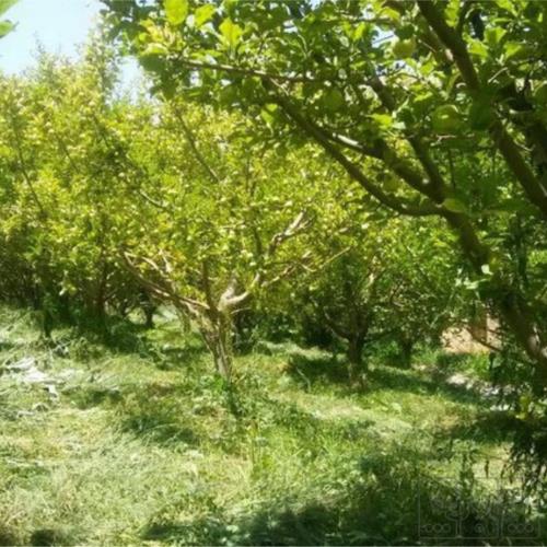 باغ و باغچه